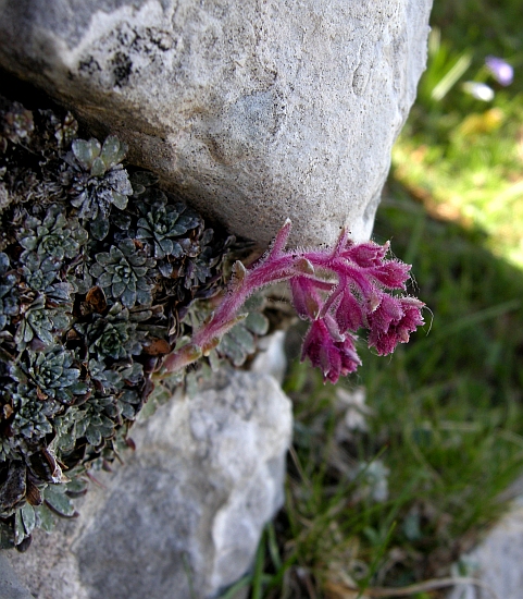 Saxifraga porophylla / Sassifraga porosa